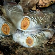 Javanische Gurke (Alsomitra macrocarpa)