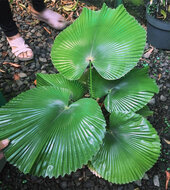 F&auml;cherpalme (Licuala cordata)