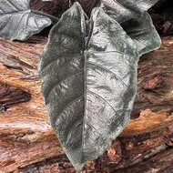 Antoro Velvet (Alocasia 'chienlii')