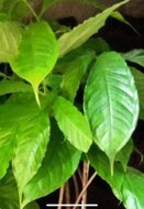 Aronstab (Amorphophallus raungense)