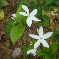 Bengalischer Kaffee (Coffea benghalensis)