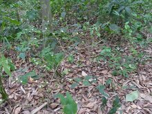 Bengalischer Kaffee (Coffea benghalensis)