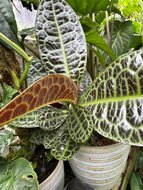 Schildkr&ouml;tenr&uuml;cken (Labisia obtusifolia)