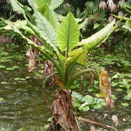 Wasserbanane (Typhonodorum lindleyanum)