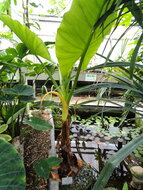 Wasserbanane (Typhonodorum lindleyanum)