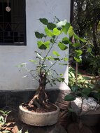 Bodhi-Baum (Ficus religiosa)