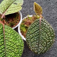 Dinosaurierpflanze (Labisia sp. &#039;Dino&#039;)