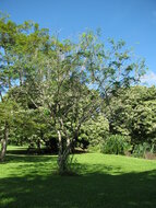 Gul Mohur Flamboyant (Delonix elata)