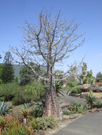Riesenbaobab (Adansonia grandidieri)