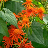 Mexikanische Feuerliane (Pseudogynoxys chenopodioides)