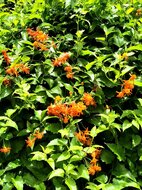 Mexikanische Feuerliane (Pseudogynoxys chenopodioides)