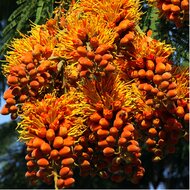 Colvilles Gloriebaum (Colvillea racemosa)