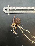 Stelzenpalme (Verschaffeltia splendida)