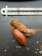 Rotfleischige Durian (Durio graveolens)