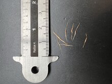 Kannenpflanze (Nepenthes lowii)