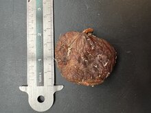 Tropischer Taschentuchbaum (Cynometra browneoides)