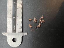 Madagaskar-Ocotillo (Alluaudia procera)