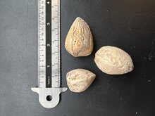 Madagaskar-Phantombaum (Moringa drouhardii)