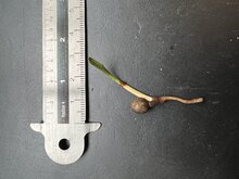 Vietnamesische F&auml;cherpalme (Lanonia dasyantha)