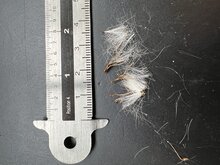 Mexikanische Feuerliane (Pseudogynoxys chenopodioides)