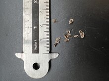 Korallen-Aloe (Aloe striata)