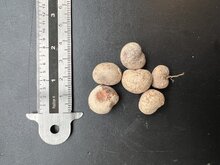 Riesenbaobab (Adansonia grandidieri)