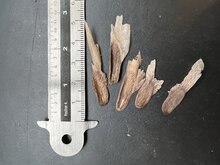 Wei&szlig;e Frangipani (Plumeria alba)