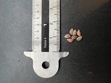 Gro&szlig;e Fledermaus-Passionsblume (Passiflora megacoriacea)