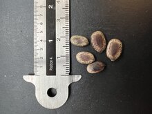 Gul Mohur Flamboyant (Delonix elata)