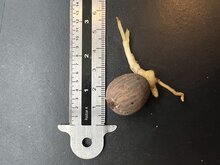 Wanderpalme (Socratea exorrhiza)