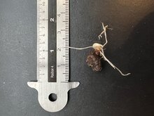 Aronstab (Amorphophallus hirsutus)