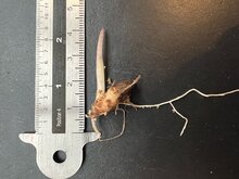 Aronstab (Amorphophallus decus-silvae)