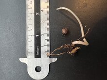 Schildkr&ouml;tenr&uuml;cken (Labisia obtusifolia)