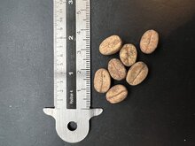 Bengalischer Kaffee (Coffea benghalensis)