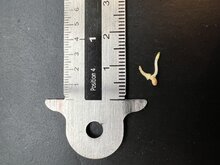 Bandblatt-Anthurium (Anthurium vittariifolium)