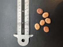 Samtige Tamarinde (Dialium cochinchinense)