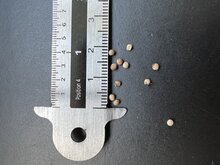 Langer Pfeffer (Piper longum)