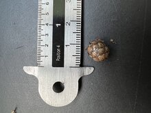 Wanga-Palme (Pigafetta elata)