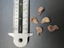 Rote Engelstrompete (Brugmansia sanguinea)