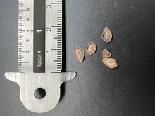 Sodomapfel (Calotropis procera)