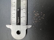 Goethe-Pflanze (Kalanchoe pinnata)