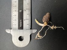 Aronstab (Amorphophallus muelleri)