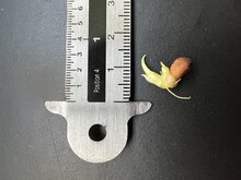 Meratus-Alocasia (Alocasia sp. &#039;Meratus&#039;)