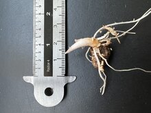 Schlangenhautlilie (Amorphophallus galbra)