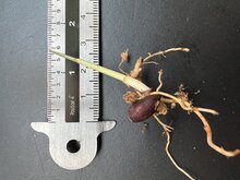 Gefleckte Zwergpalme (Pinanga crassipes)