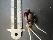 Eisbohne (Inga edulis)