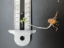 Tropische Kobralilie (Arisaema barbatum)