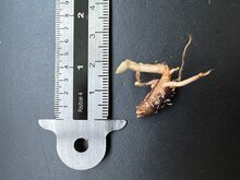 Tarnpflanze (Aglaonema nebulosum)