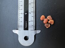 Gr&uuml;ne Vogelblume (Crotalaria cunninghamii)