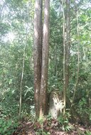 Borneanisches Eisenholz (Eusideroxylon zwageri)